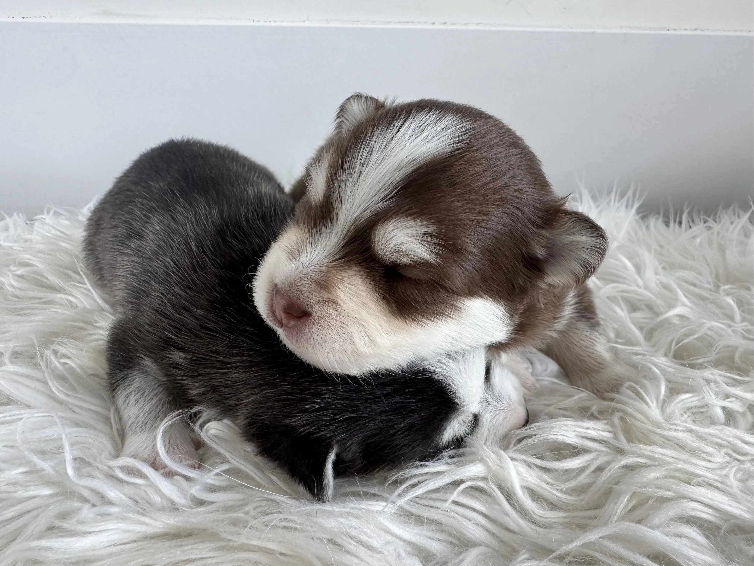 fluffy white male pomsky puppy named Sunny relaxes  on a cushion for his portrait shot- photo by west bay pomsky