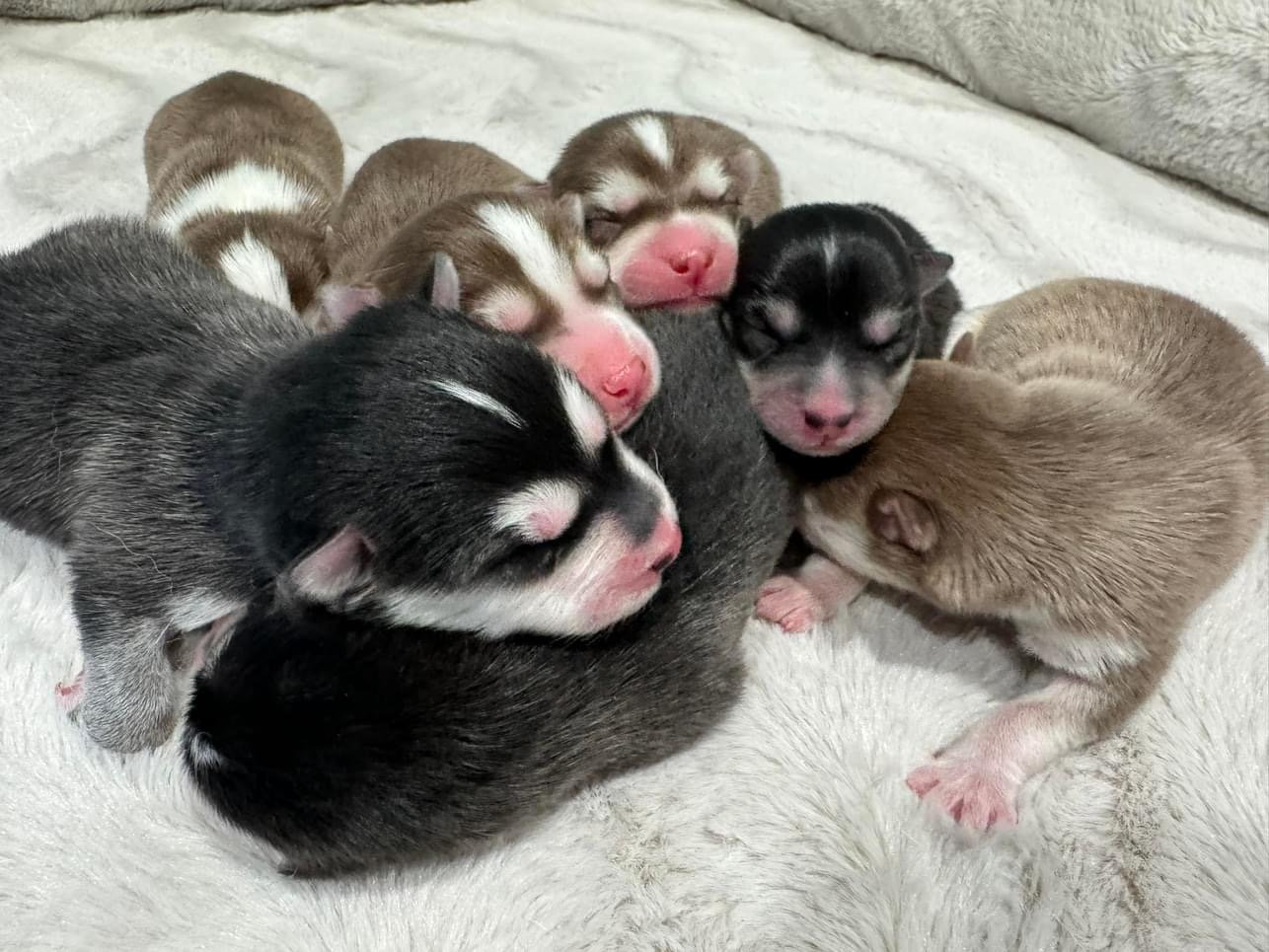 West Bay Pomsky - Adorable Pomsky Puppies for Sale in Michigan
