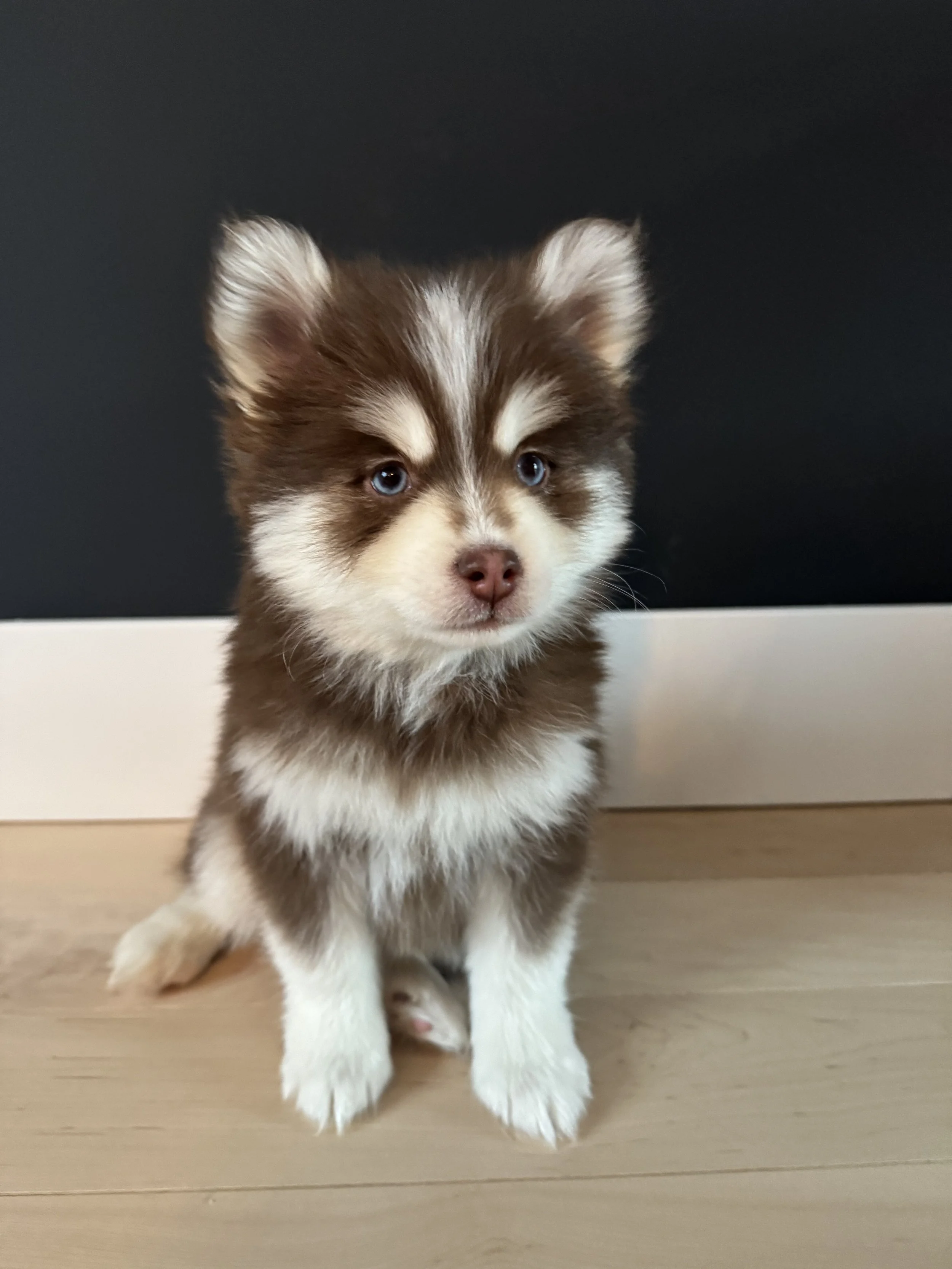fluffy white male pomsky puppy named Sunny relaxes  on a cushion for his portrait shot- photo by west bay pomsky