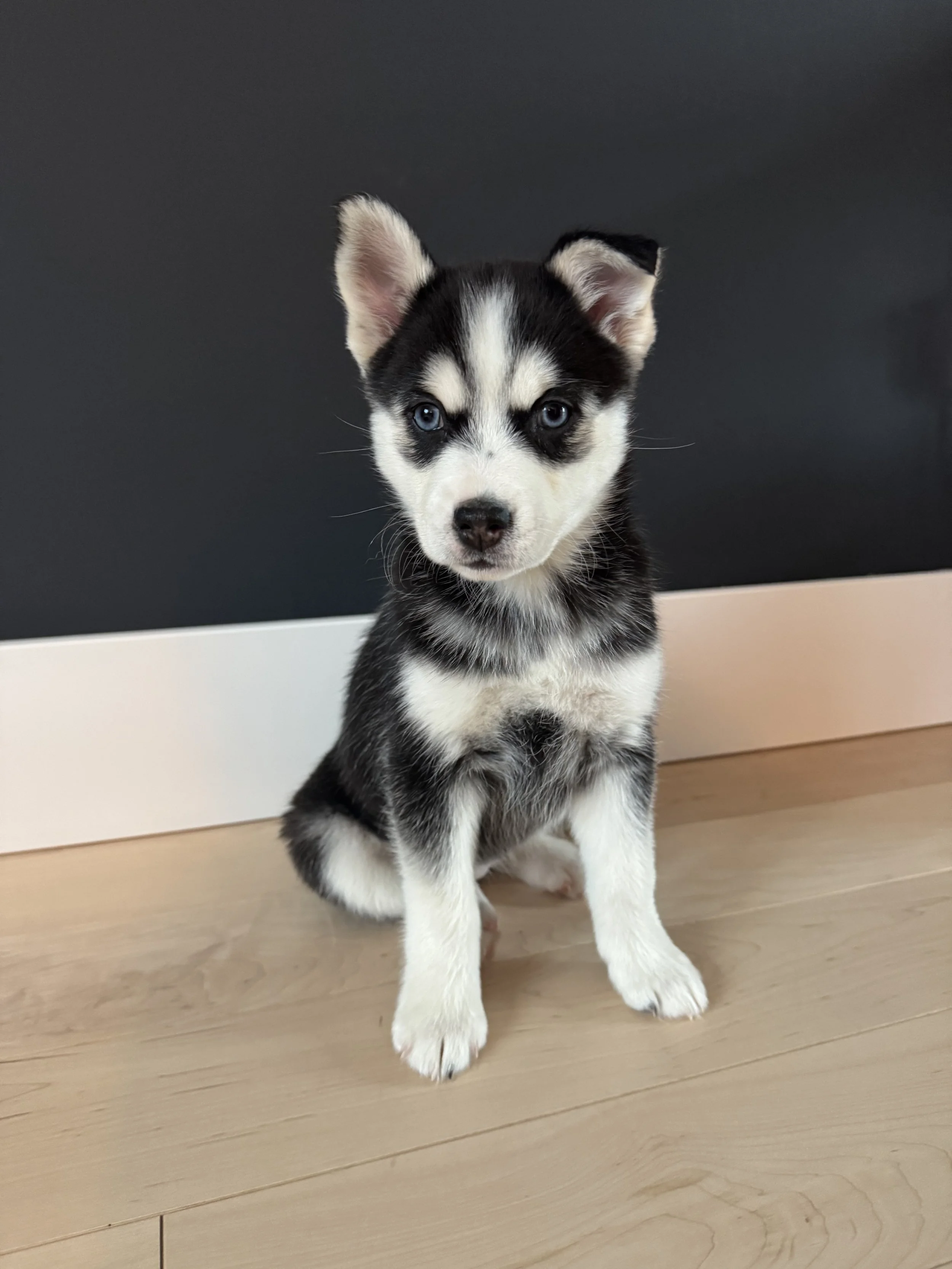white female pomsky puppy named Poppy looks away as she gets her portrait photo taken  - photo by west bay pomsky