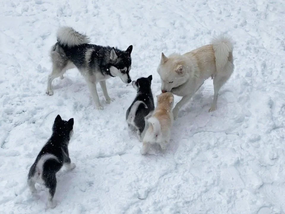 About Us | Pomsky Breeder in Michigan | Pomsky Puppies in Michigan ...
