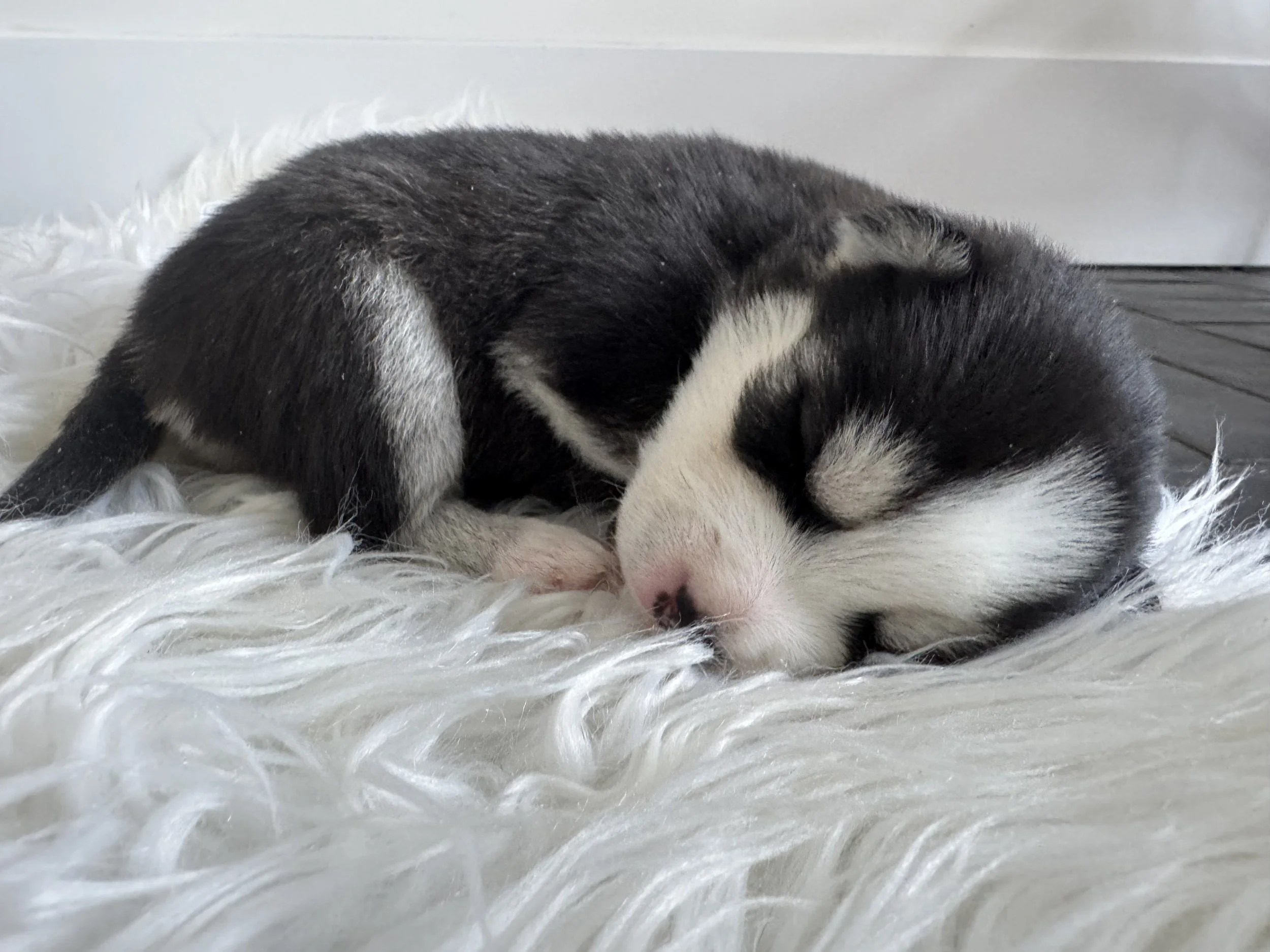 white female pomsky puppy named Poppy looks away as she gets her portrait photo taken  - photo by west bay pomsky