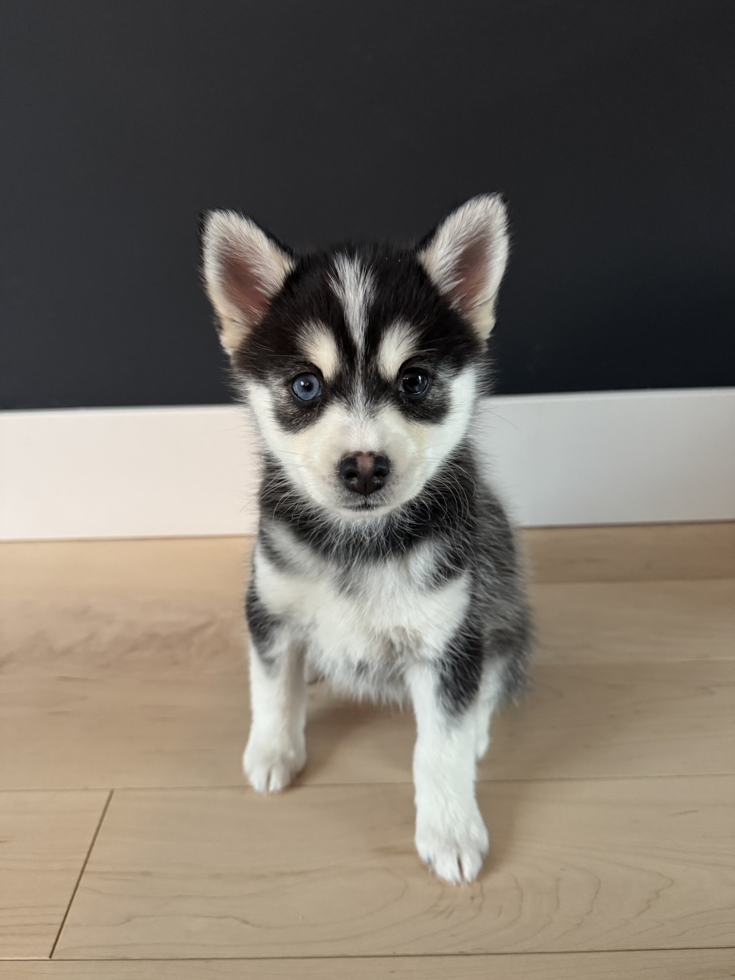 white male pomsky puppy named Ivy sits on a cushion for portrait photo - photos by west bay pomsky