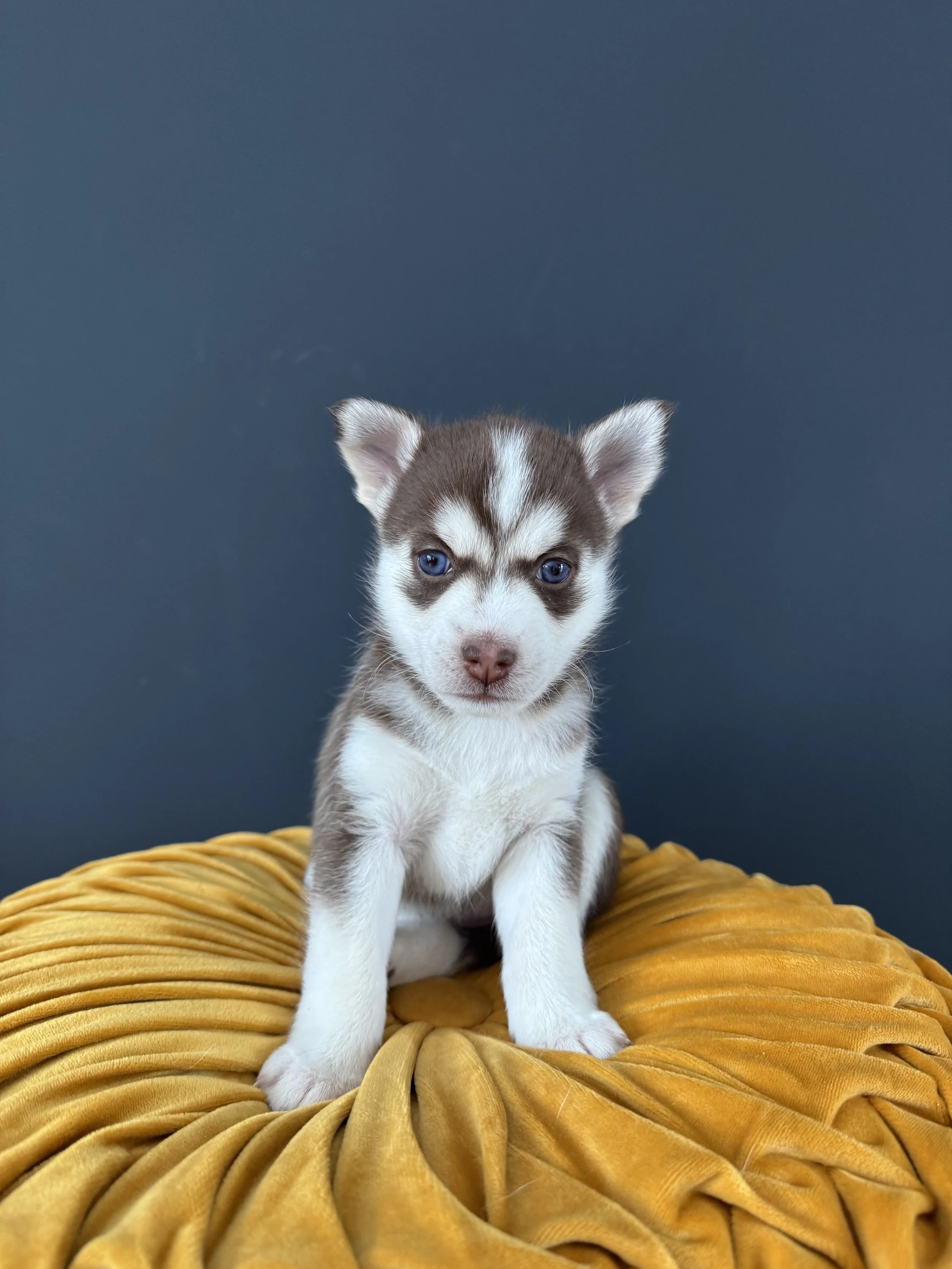 off white male pomsky puppy  named Hawthorn looks into camera during a portrait shot- photo by west bay pomsky