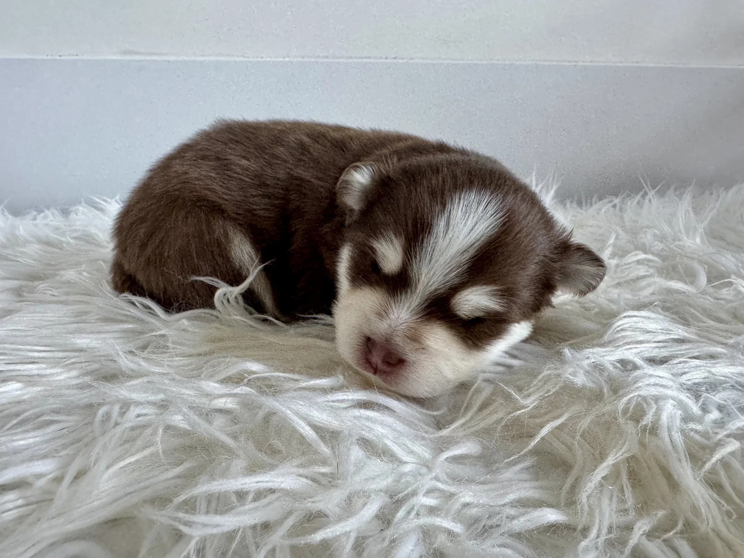 off white male pomsky puppy  named Hawthorn looks into camera during a portrait shot- photo by west bay pomsky