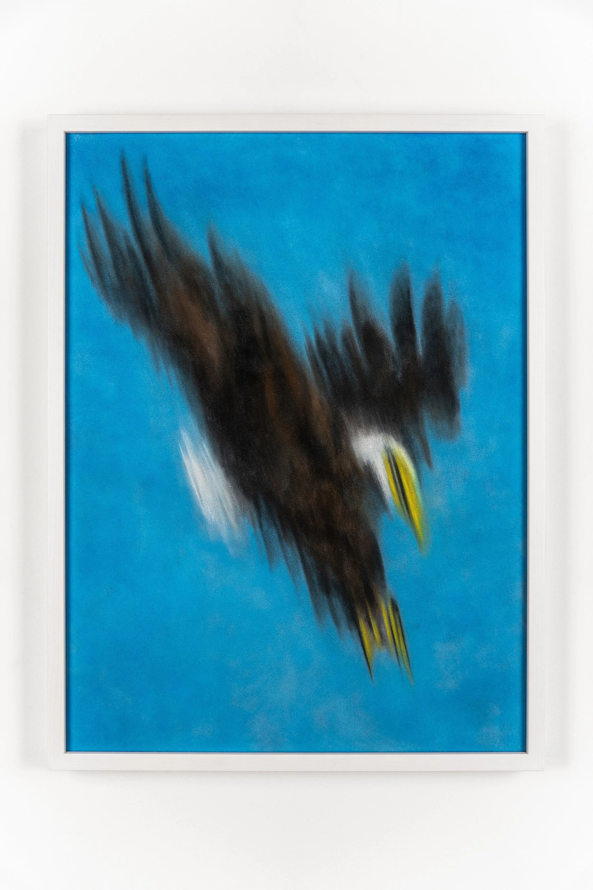 Adam Cruces
Bald Eagle, 2025
Pastel on velour, framed
49 x 37 cm
