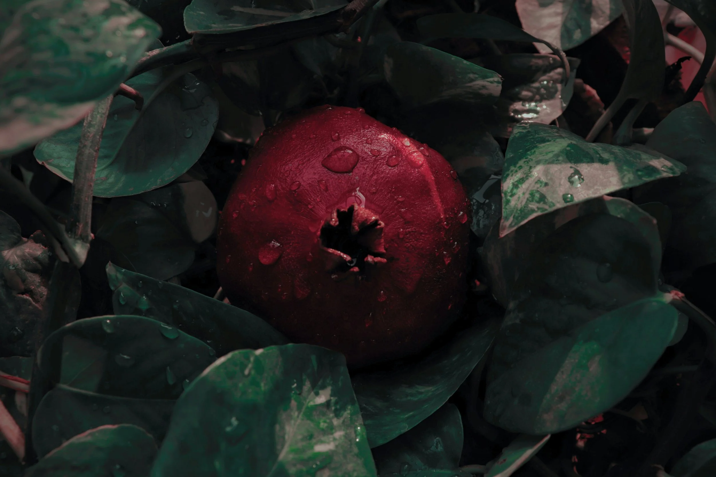 A single ripe pomegranate with water droplets on its surface, surrounded by green leaves.