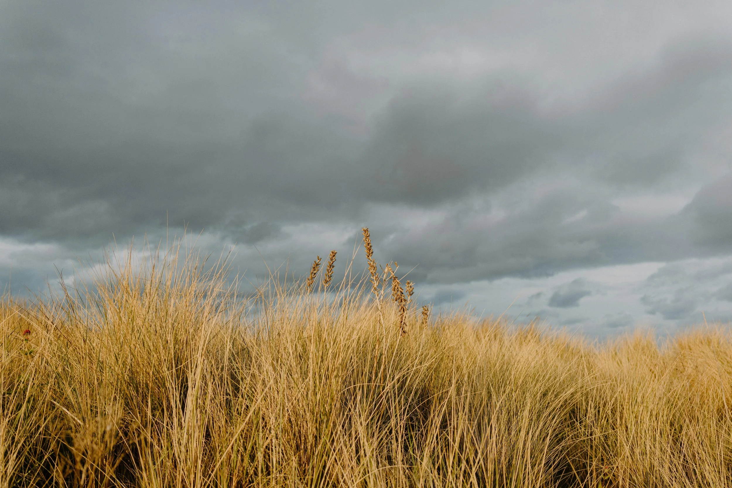 A field of tall yellow grass under a cloudy sky with dark storm clouds.