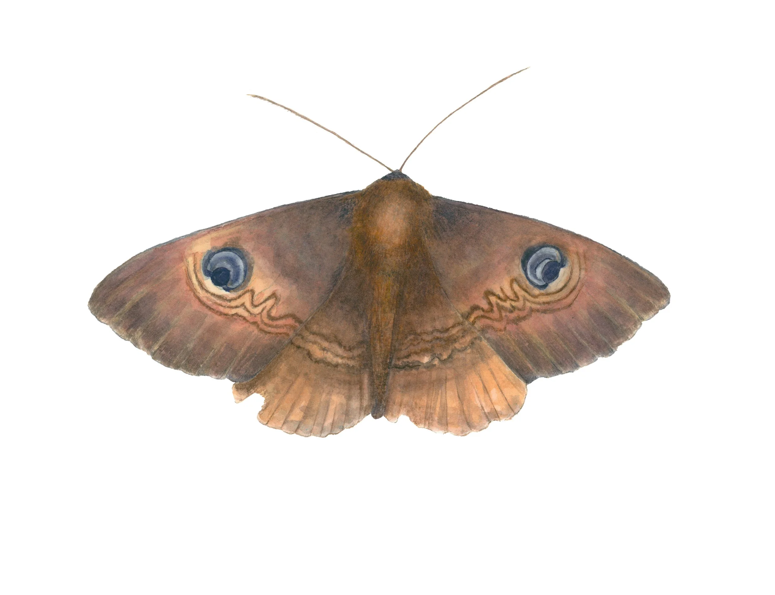 Copy of Moth_final.jpg