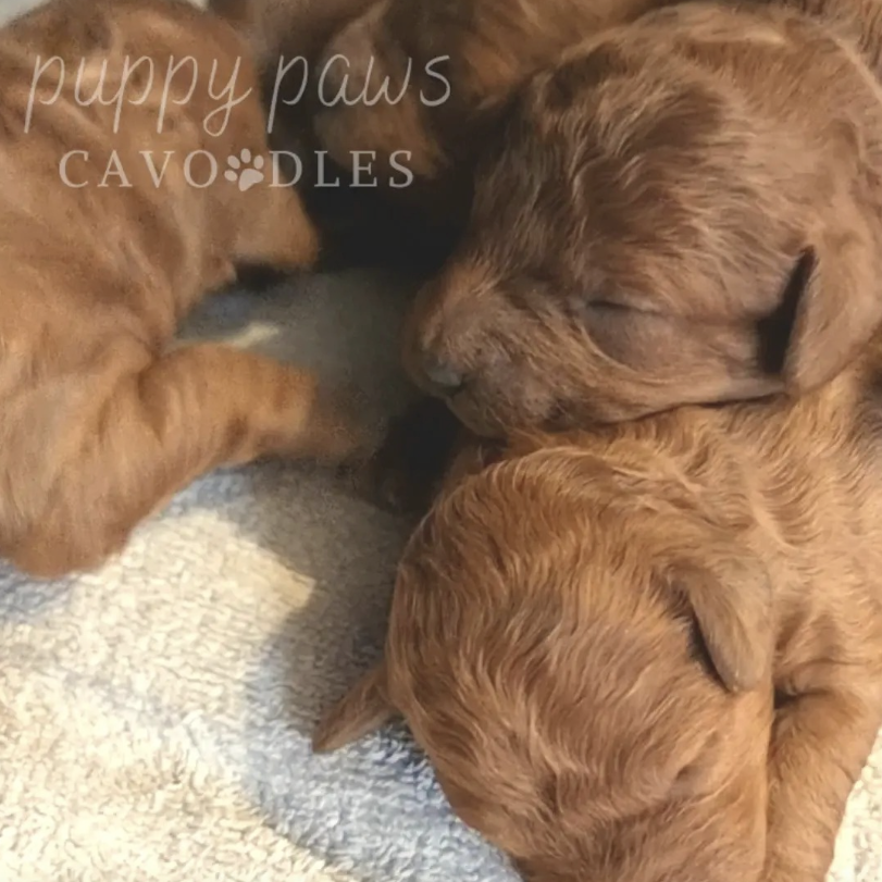 Stud Dog Macedon Ranges,