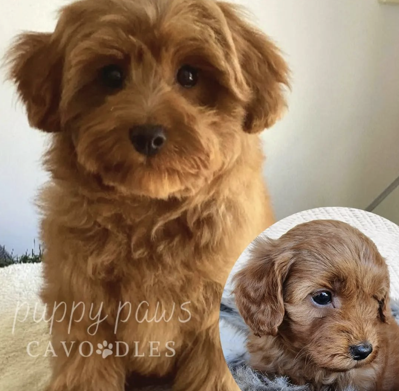 Stud Dog Macedon Ranges,