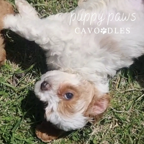 Screenshot 2024-08-16 at 3.39.48 PM copy3.png