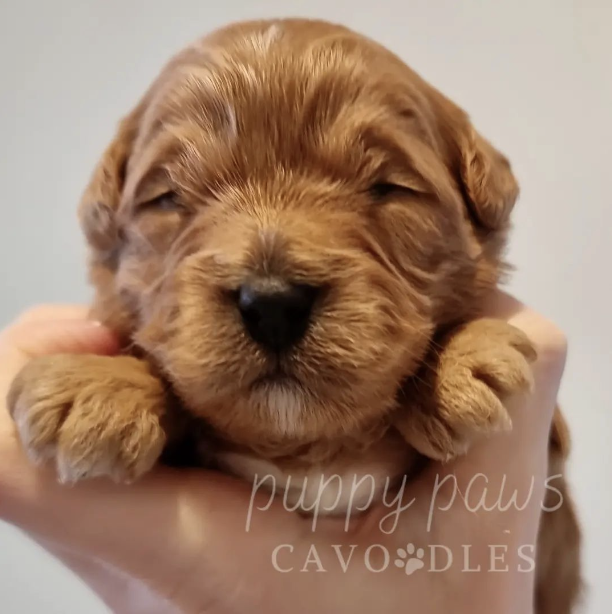 Screenshot 2024-08-16 at 3.39.17 PM copy6.png