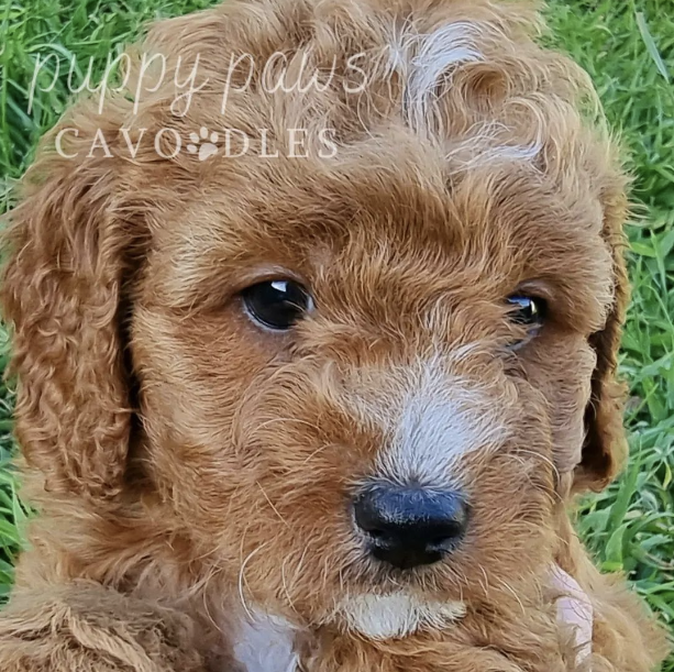 Screenshot 2024-08-16 at 3.39.17 PM copy4.png