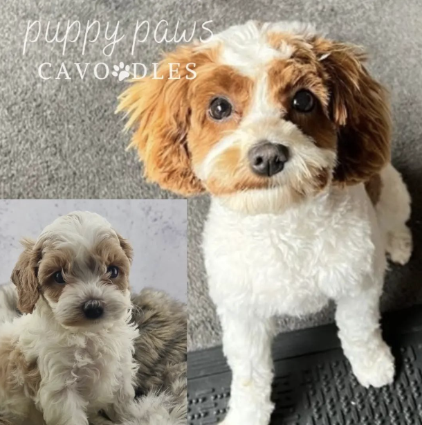 Screenshot 2024-08-16 at 3.39.41 PM copy3.png