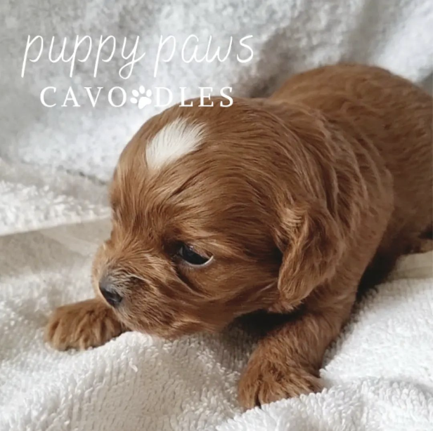 Screenshot 2024-08-16 at 3.39.48 PM copy2.png