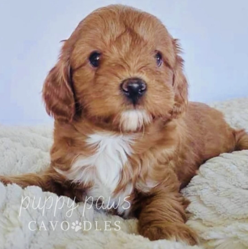Stud Dog Macedon Ranges,