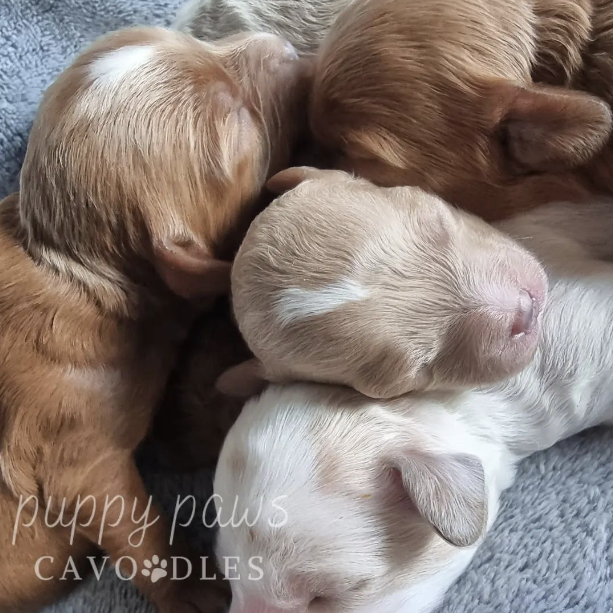 Screenshot 2024-08-16 at 3.39.41 PM copy2.png