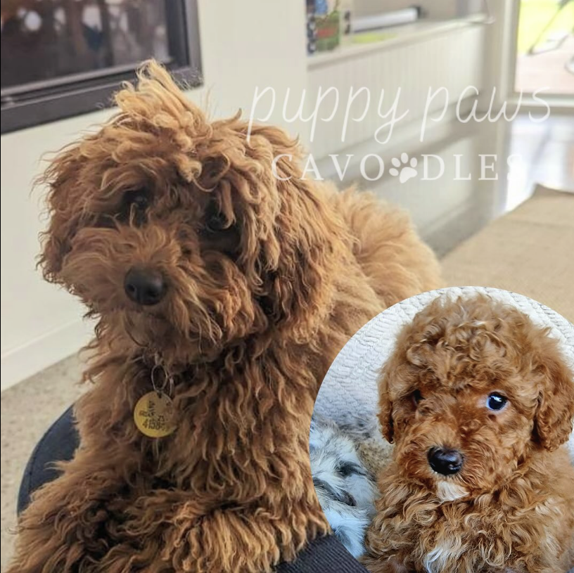 Screenshot 2024-08-10 at 8.05.07 PM.png