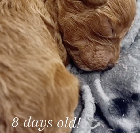 Screenshot 2024-08-10 at 8.05.23 PM.png