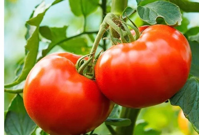 Tomato, Mortgage Lifter