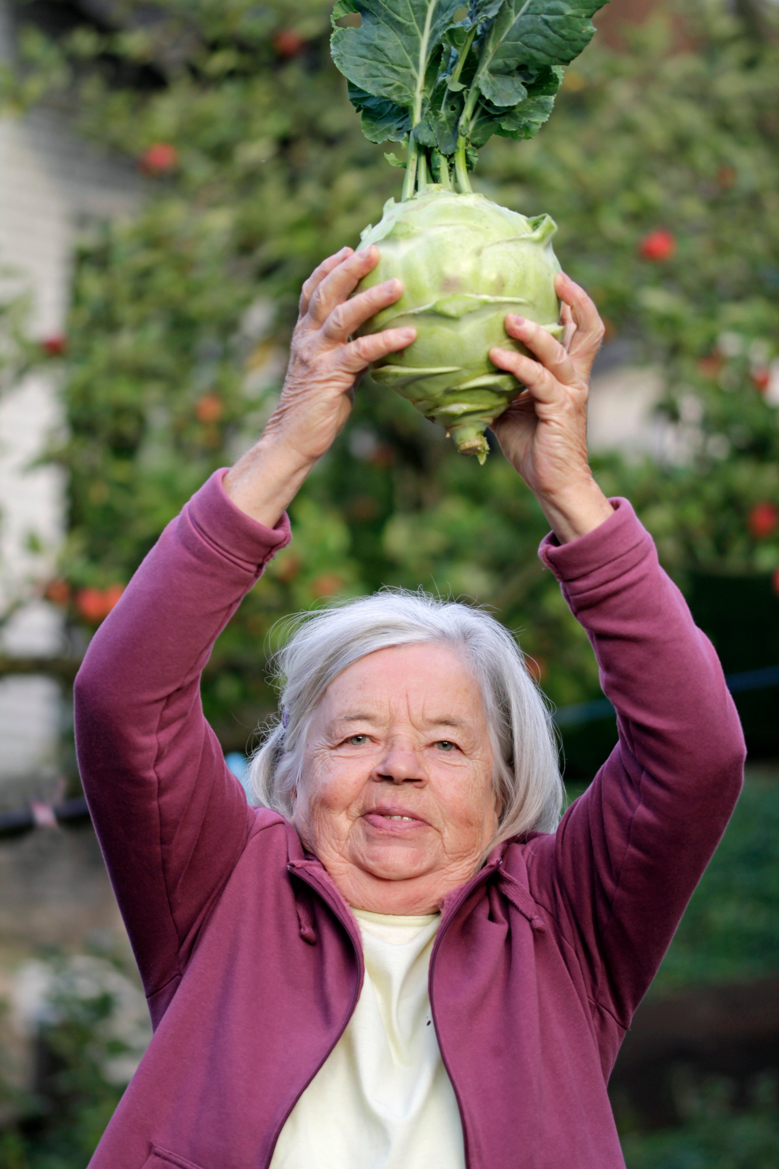 Kohlrabi, Giant White Superschmelz