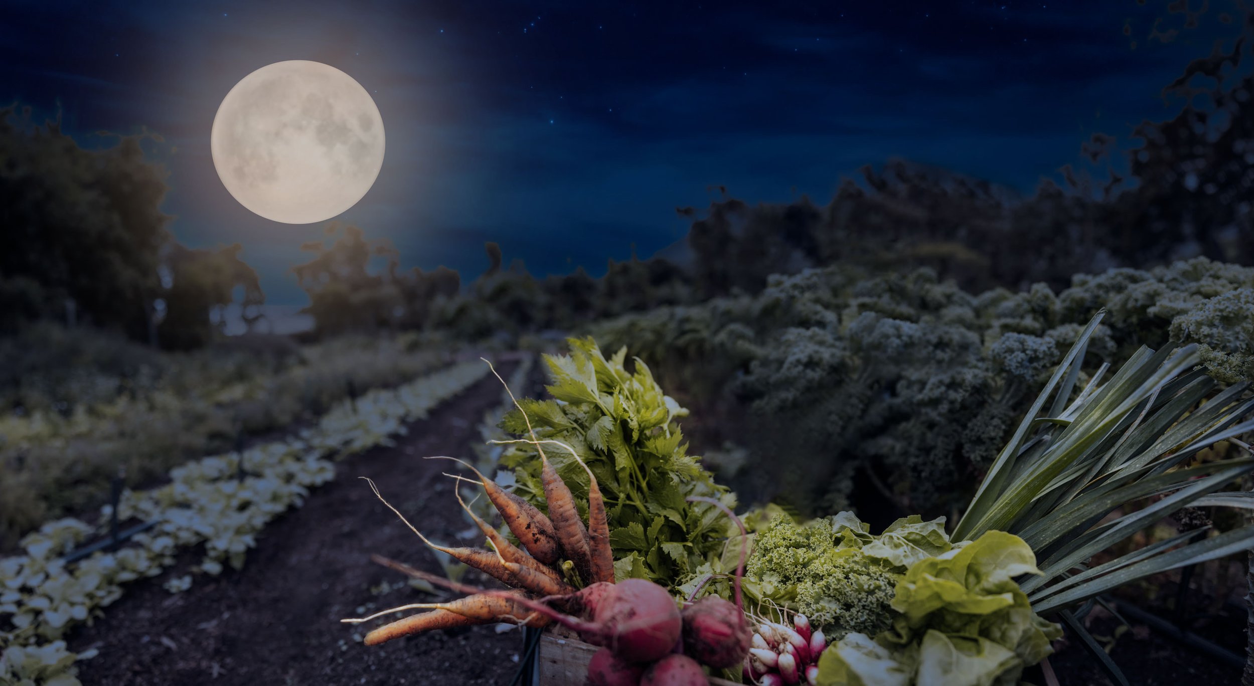 Moon Phase Gardening 101 — Coming Soon!