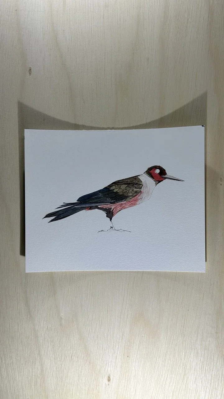 Smudged Lewis’s Woodpecker