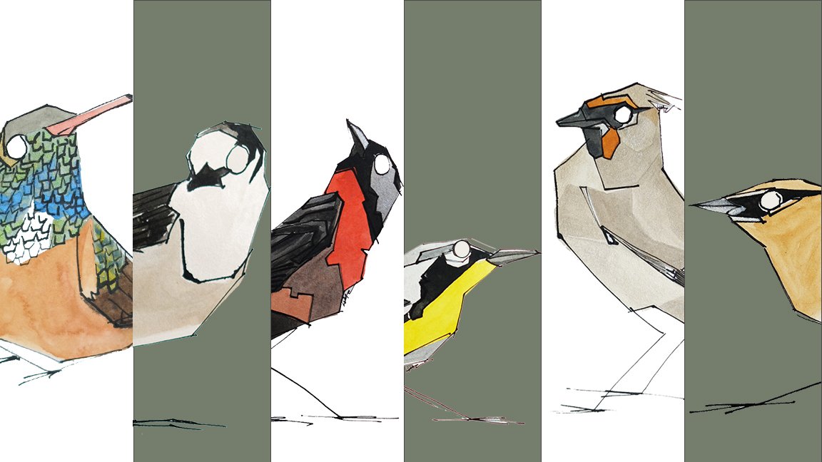 Warbler, Waxwings and Allen oh my…