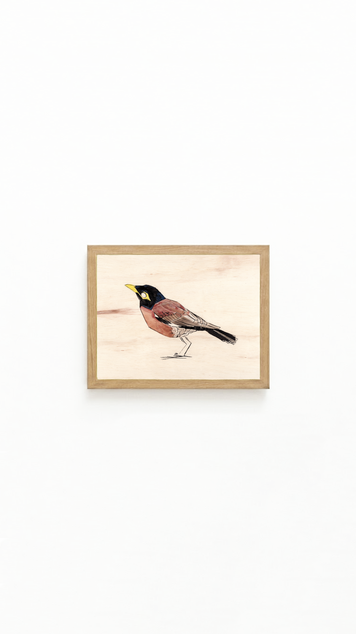 Myna_Common_Framed.png