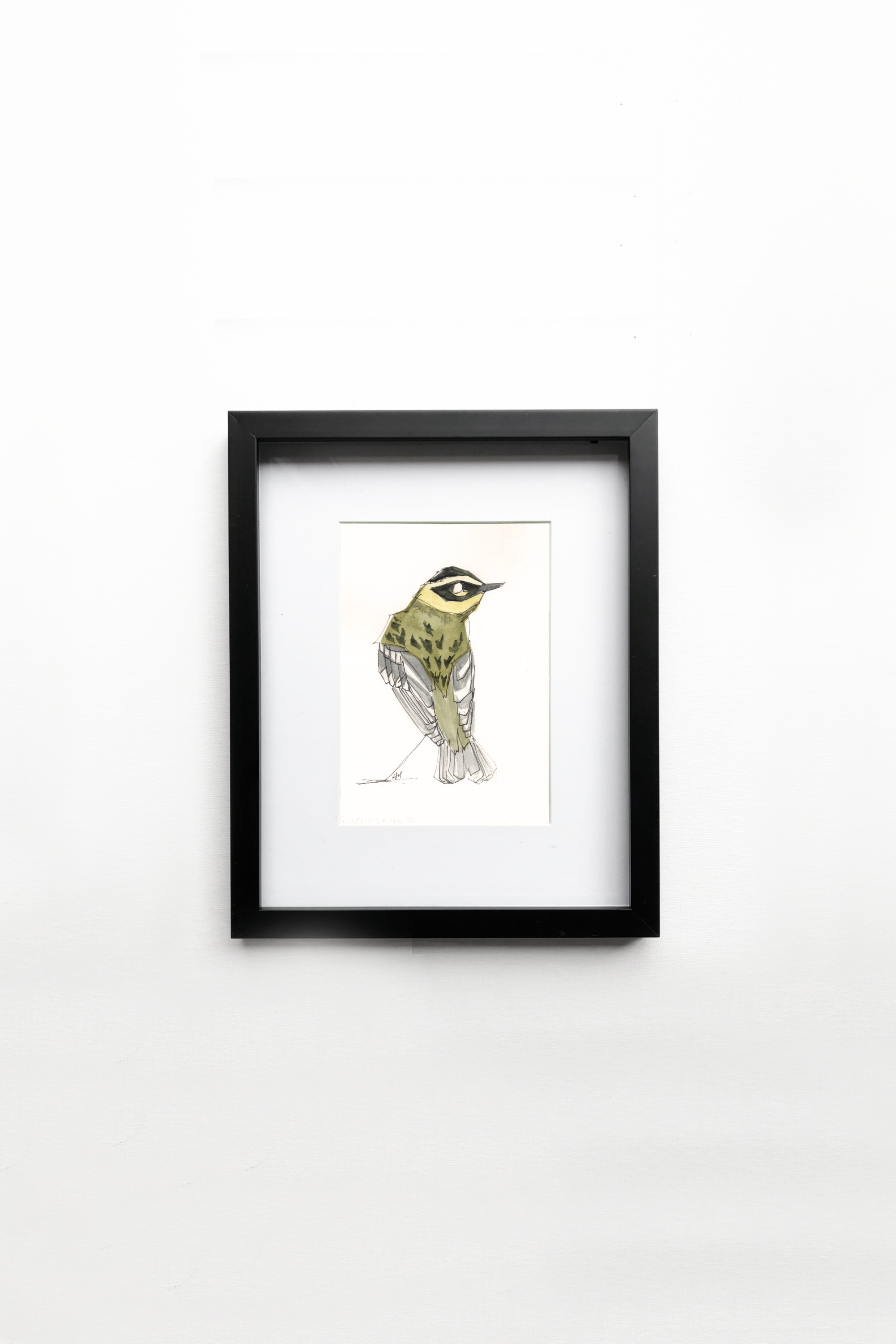 Townsend’s Warbler
