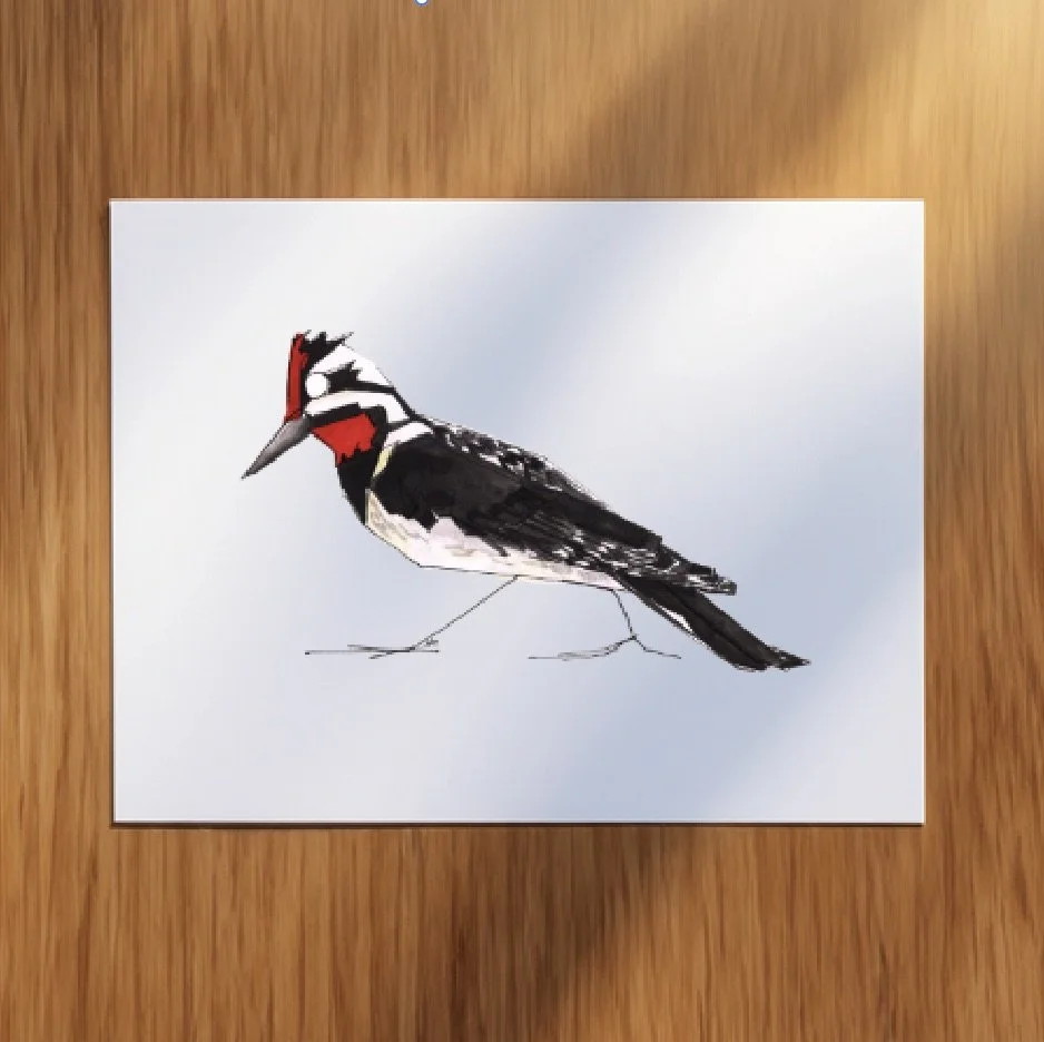 Woodpecker_Pack_YellowBelly.jpeg