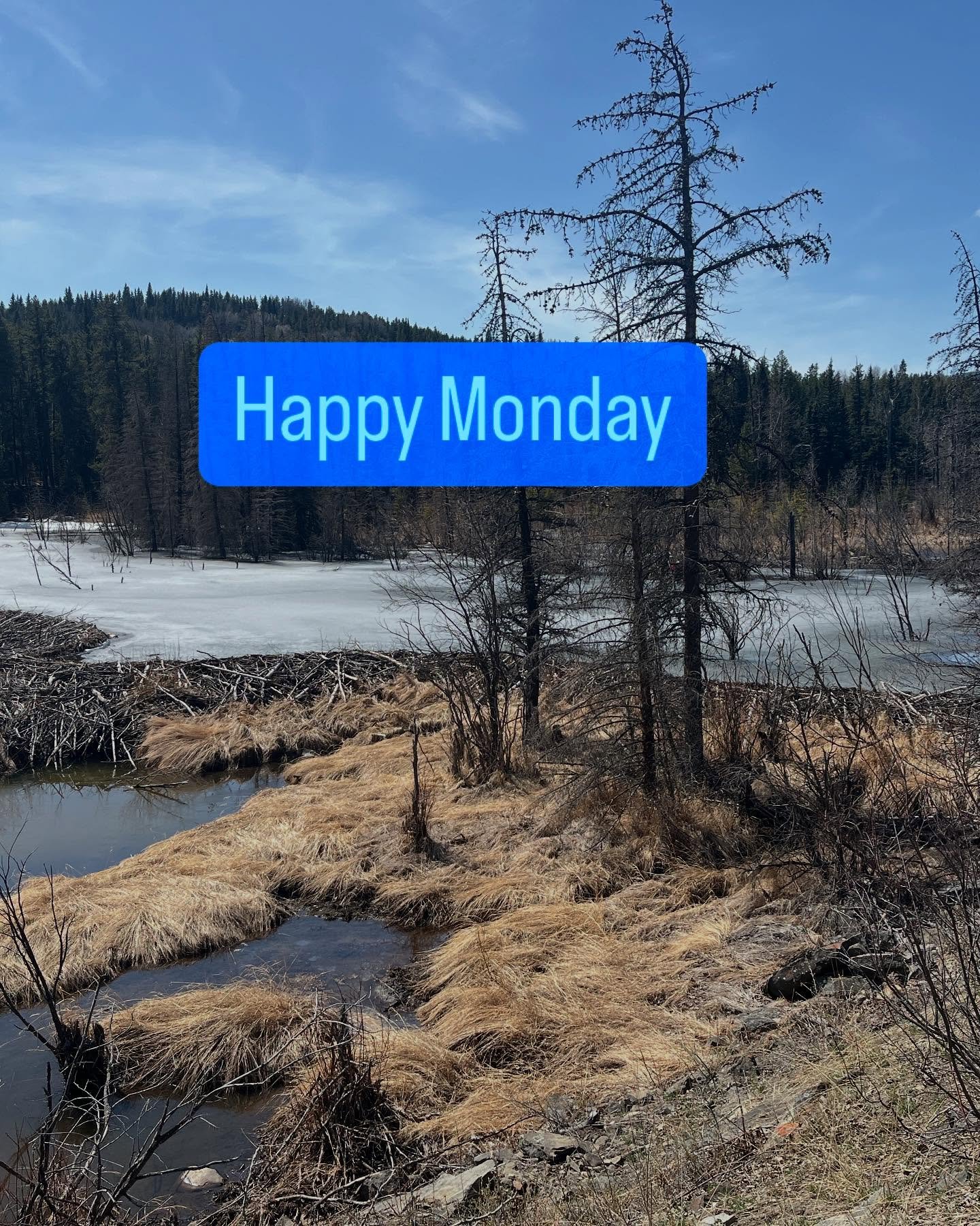What makes you happy? 🤔 😁Sunshine, outdoors, fresh air for me ☀️ and playing in the snow for my puppy ❄️🦮😁 What makes you happy? 😁✍️ Happy Monday! #happy #sunshine #outdoors #puppylove #wellness