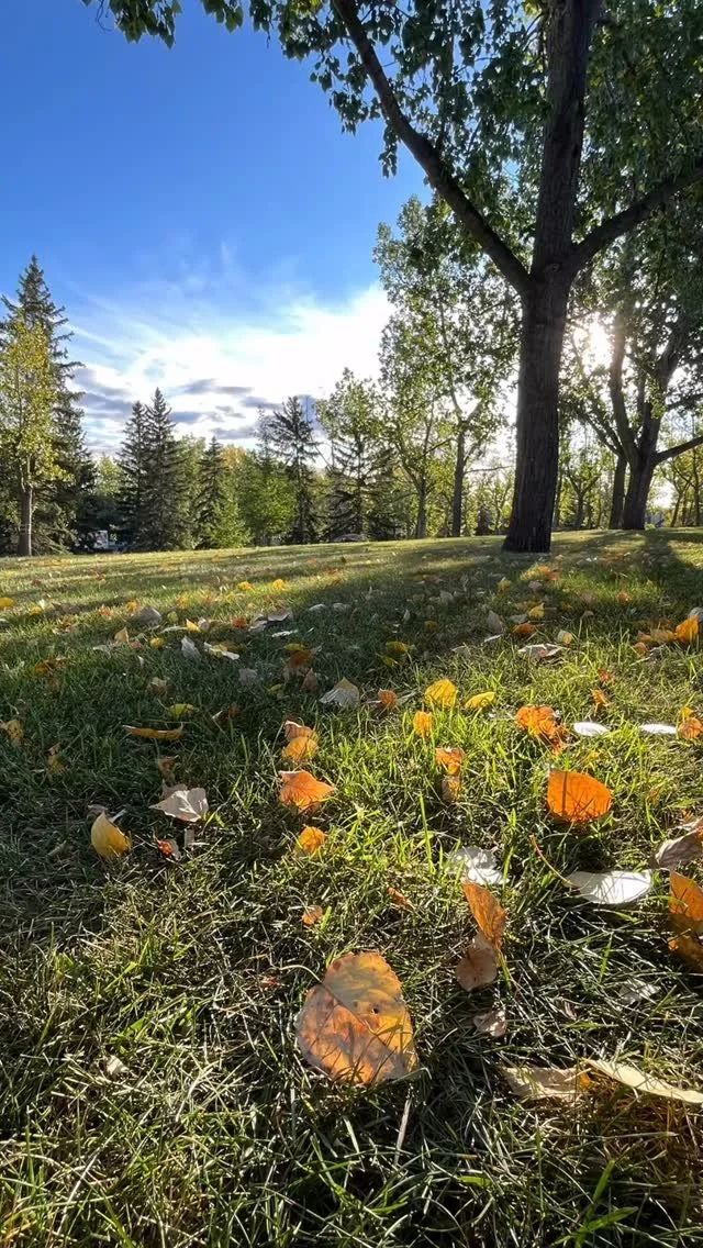 Happy 1st day of Fall! Enjoy the beautiful colora and sunshine of the season! πππ±βοΈ #fall #happy #outdoors #nature