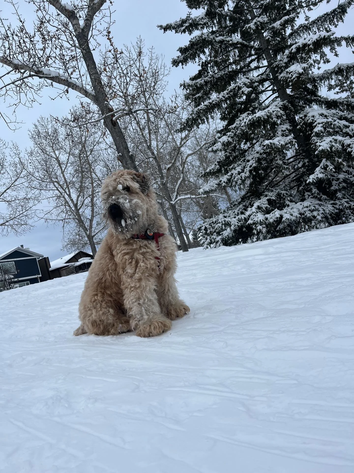 Snow love ❄️🐾🦮 How much happiness does a fresh snowfall bring you? 🤔 #happy #winter #snow #puppylove #outdoors