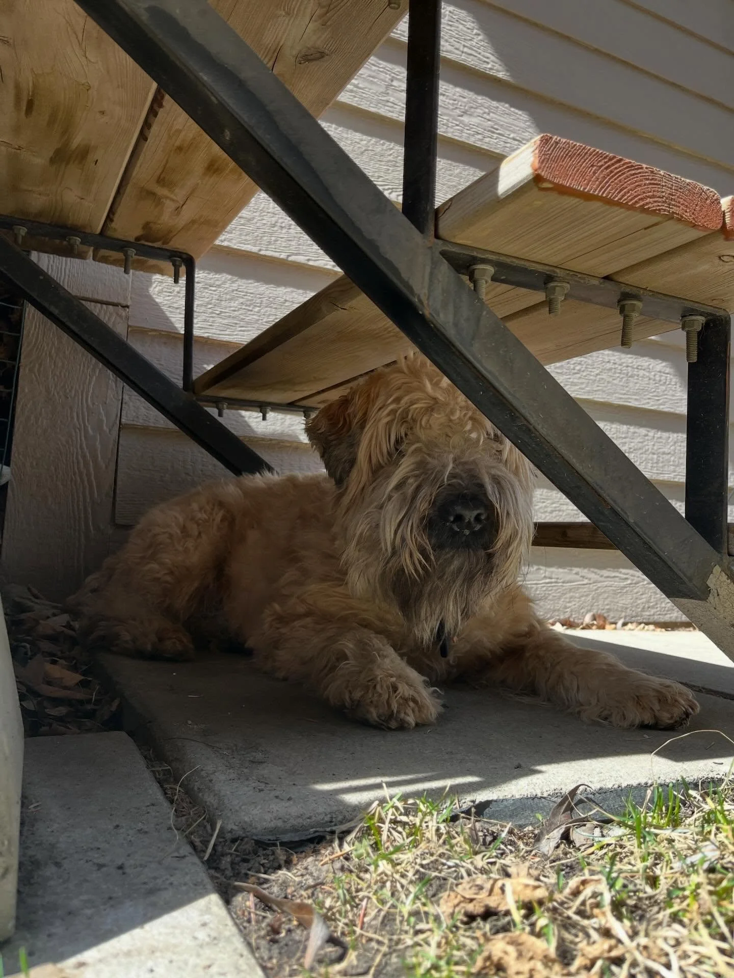 The 1st signs of Spring: 🪻and 🐕chilling in the shade 😎🌞 #spring #sun #puppylove