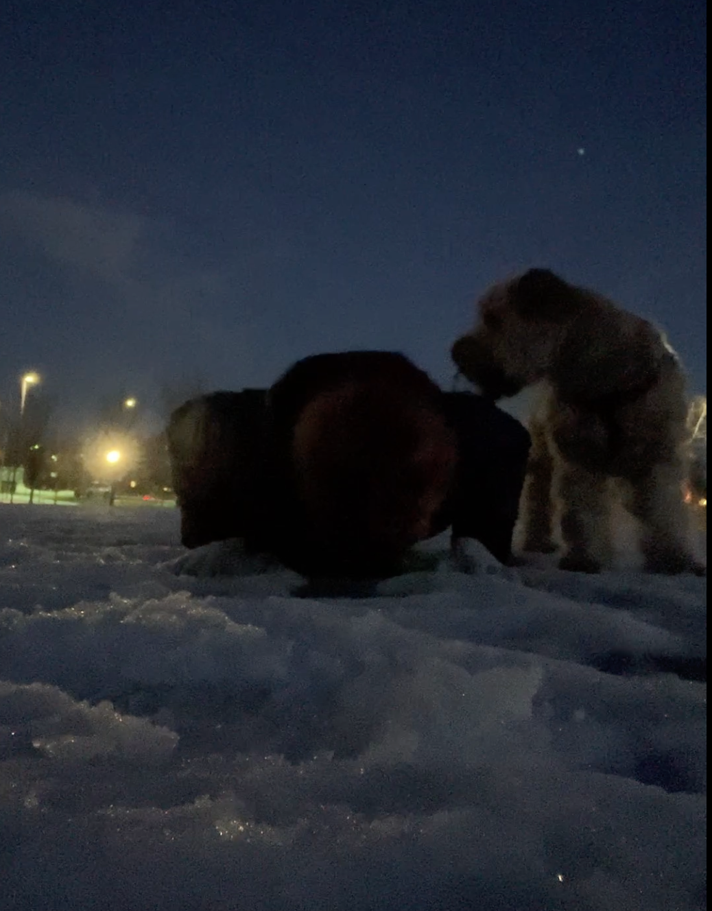 Pushforbetter pushup challenge for Canada Mental health support