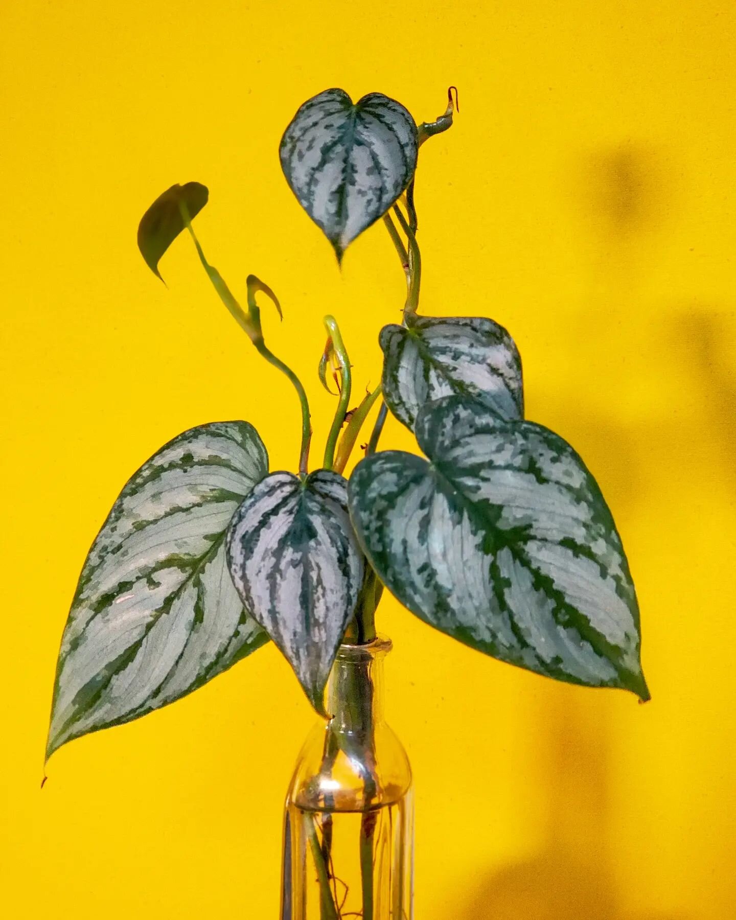 One of my favorite silver leaves of the many different varieties out there. #philodendronbrandtianum is one to get!!! 🤙😁
. 
. 
#plantaddict #plants #houseplants #leavesmelove&nbsp; #plantlover #plantsofig #instaplant #plantsmakepeoplehappy #aroids 