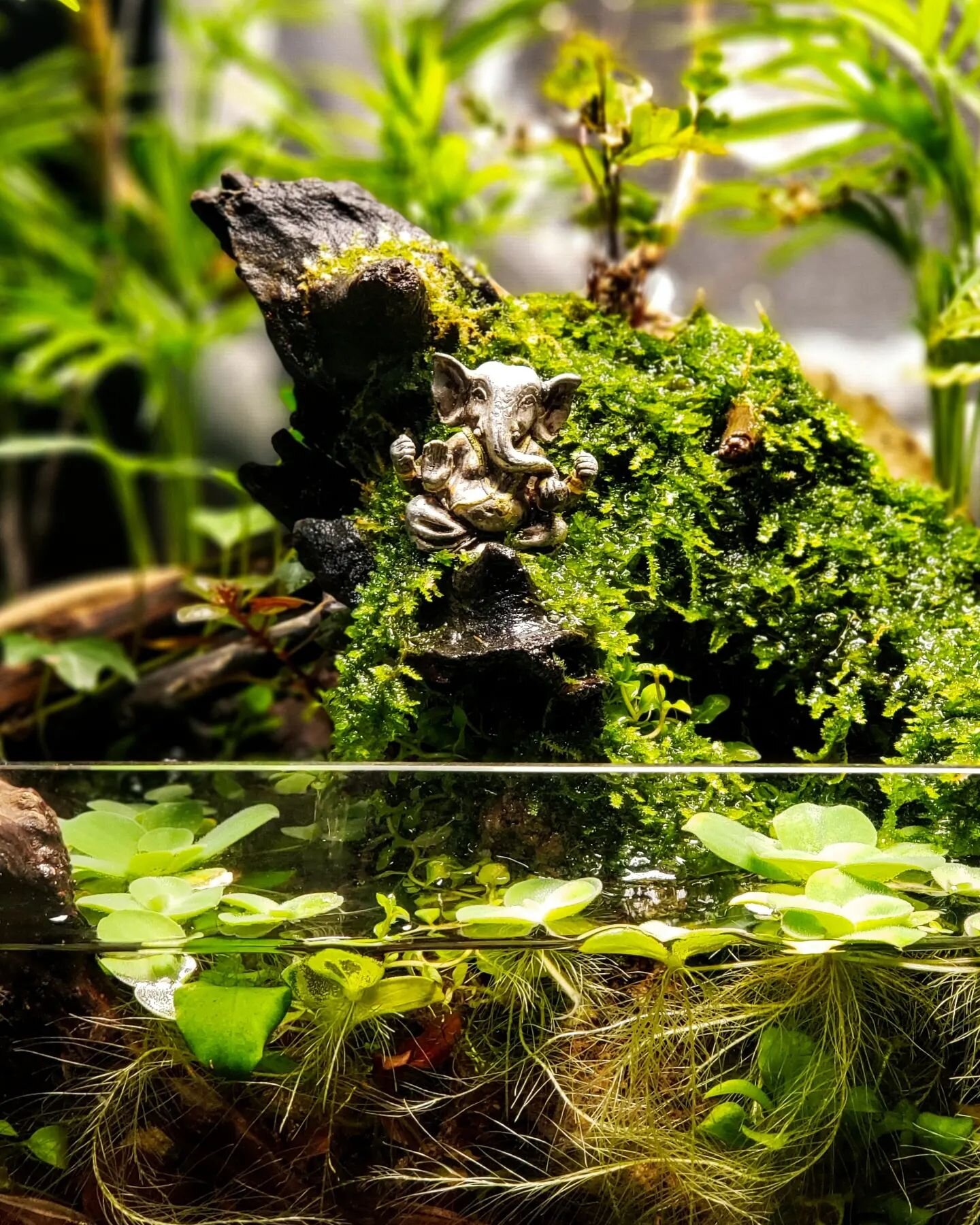 Some views of the most recent aquascape! Everything is acclimating while growing healthy and strong! 

Huge, huge thanks to @ultumnaturesystems for this amazing rimless tank, it's perfect for a set up like this! Everyone needs to check their products