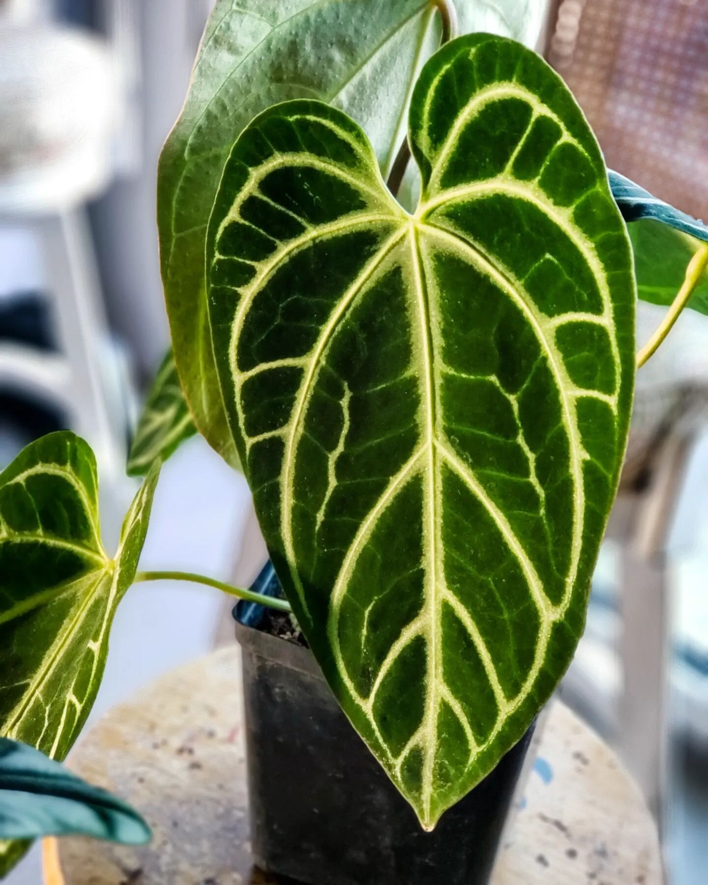 Why are anthurium just so damn sexy? If you've never owned one of these, you are missing out on some serious velvety, sparkling, eye popping, mouth drooling, plant life. Hit me up, I can get em for ya. 🤤😜
. 
#anthuriummagnificum
#anthuriumcrystalli