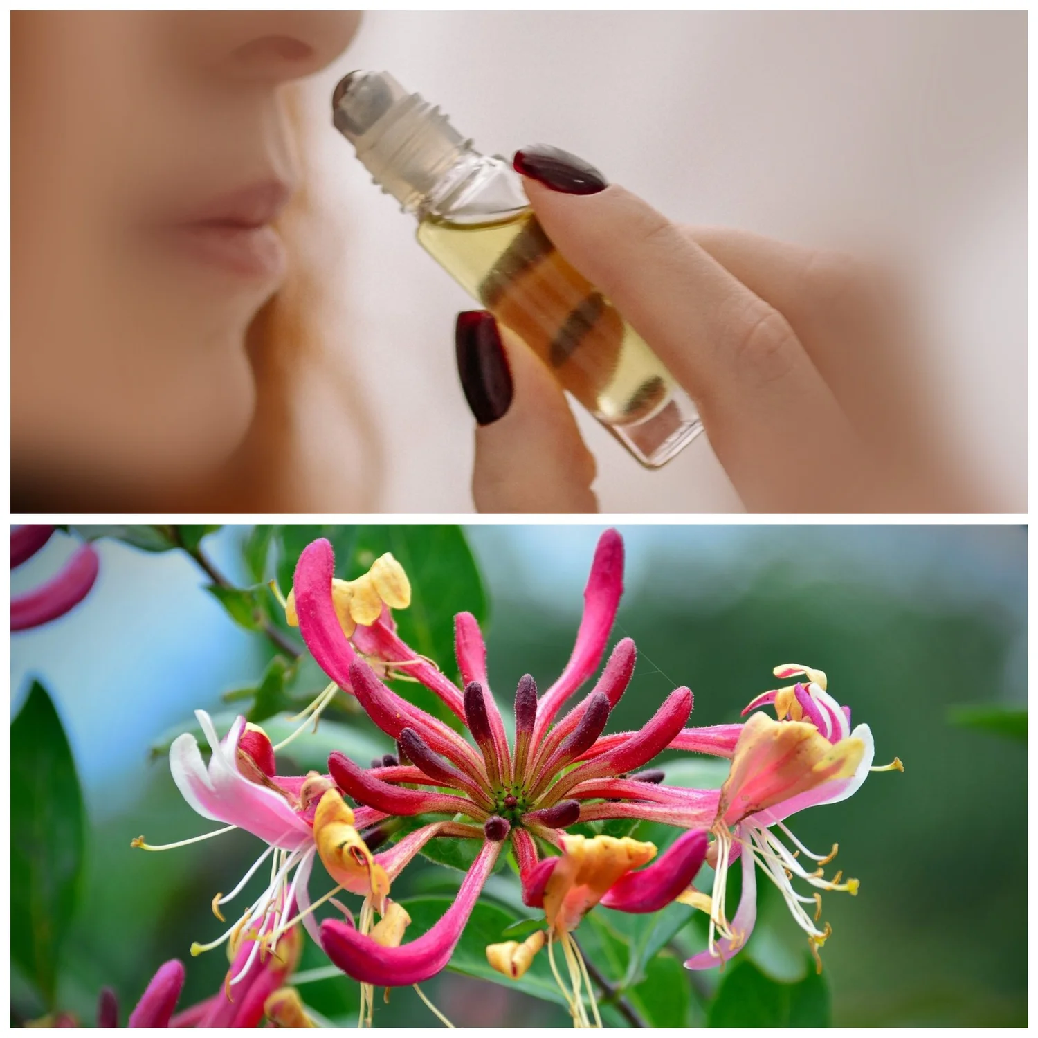 Japanese Honeysuckle Perfume Oil — Moonlight Soaps Australia