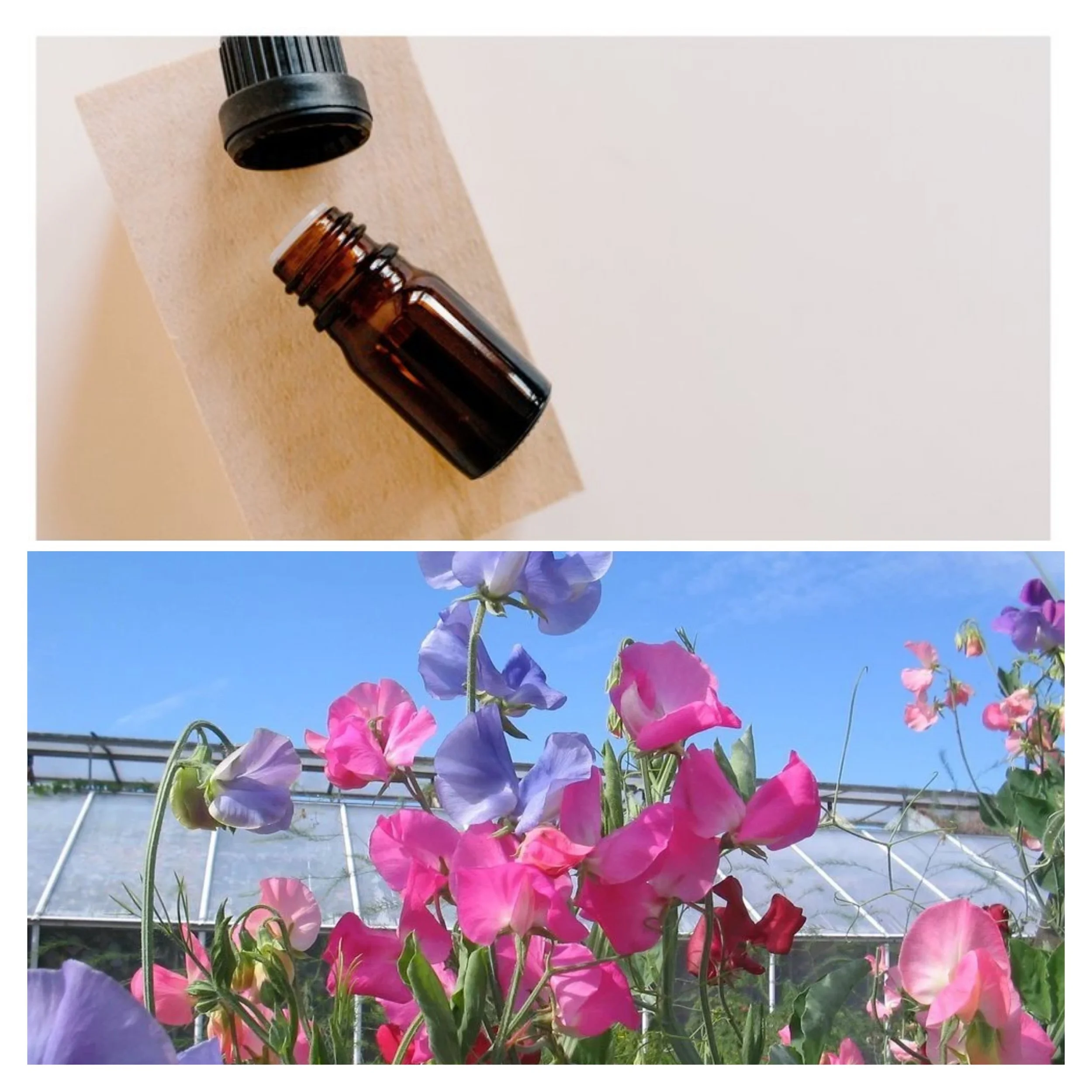 Sweet Pea & Vanilla Fragrance Oil