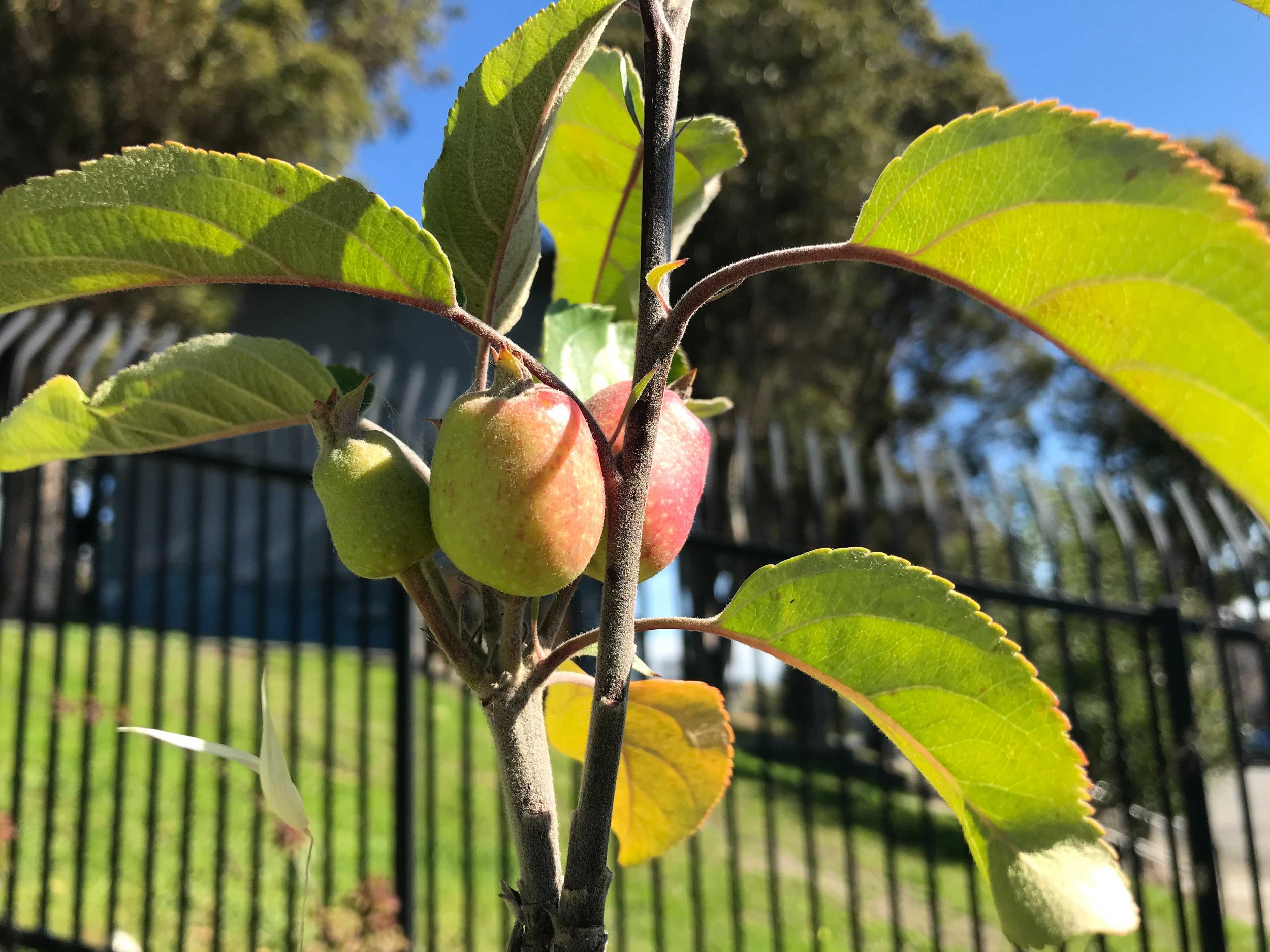 Apples Planted By Canto.jpeg