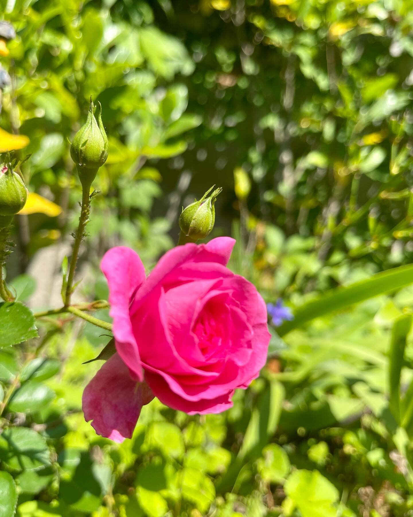 Loving this time of the year in the garden #roses #flowerexplosion #lowvelder #lowveldliving #accommodation