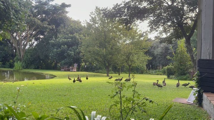 Sunday breakfast #whitefacewhistlingducks