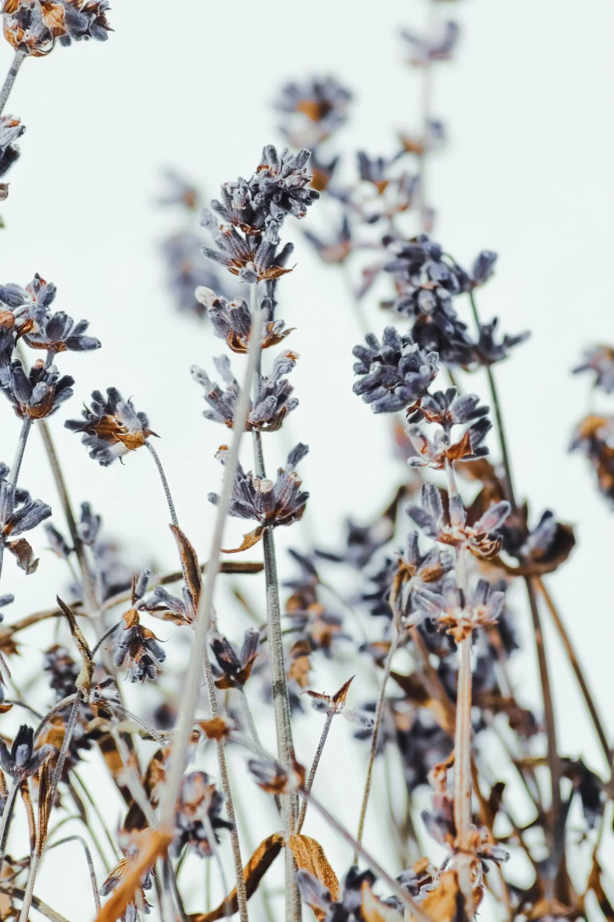 lavender flowers in Tuscany