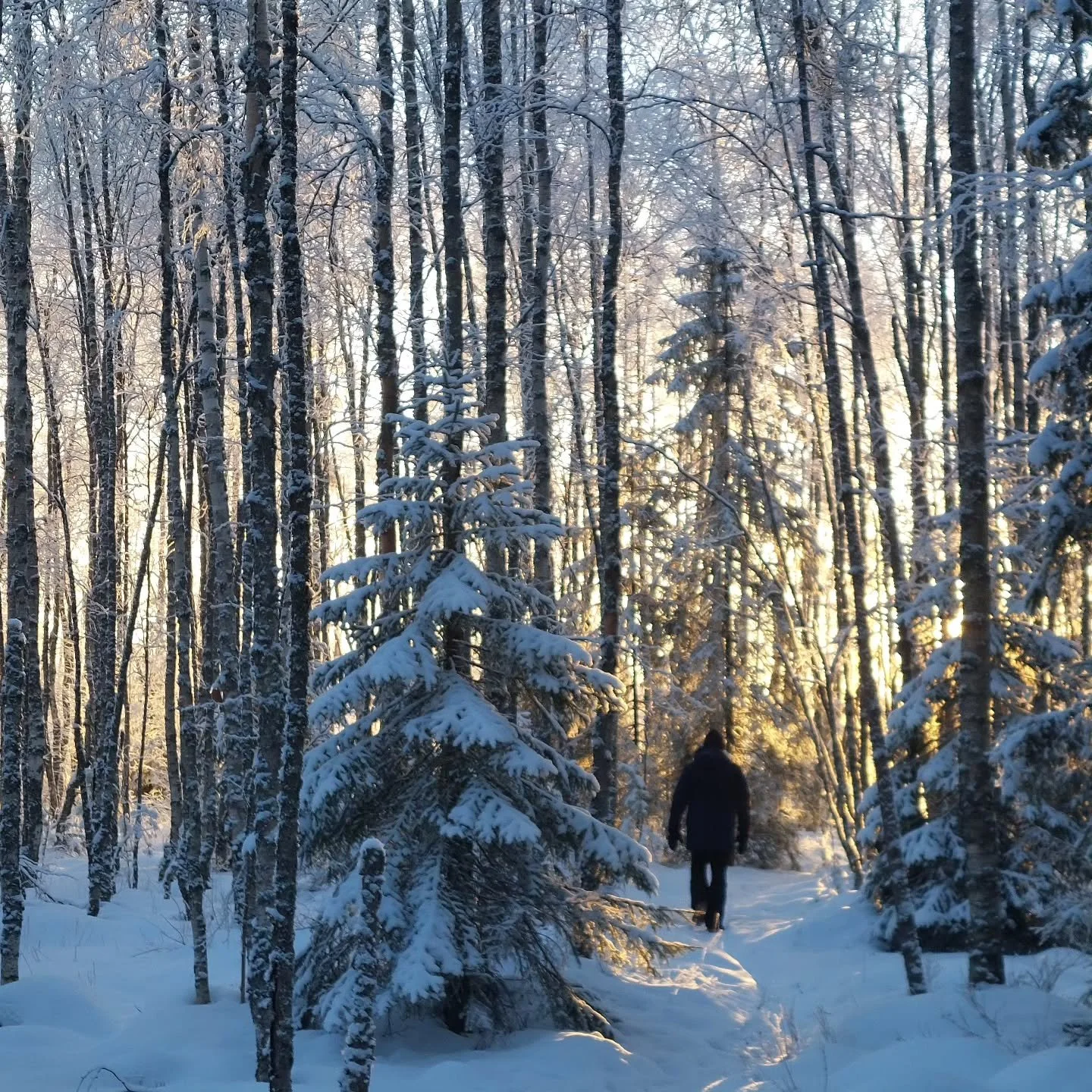 Vuodessa unohtaa, kuinka pirist&auml;v&auml;&auml; (ja unettavaa) on ulkoilu kunnon pakkasessa.