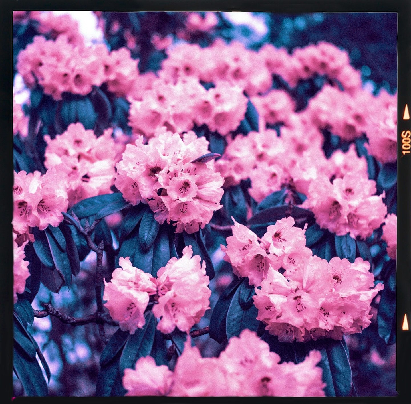 Shooting Lomochrome Purple with flowers as subjects is almost interesting! Colours turn into new colours and you (I) never know which! 

#heylomography #analog #analogphotography #potd #photographer #mediumformat #yashicamat124g #6x6film #lomochromep