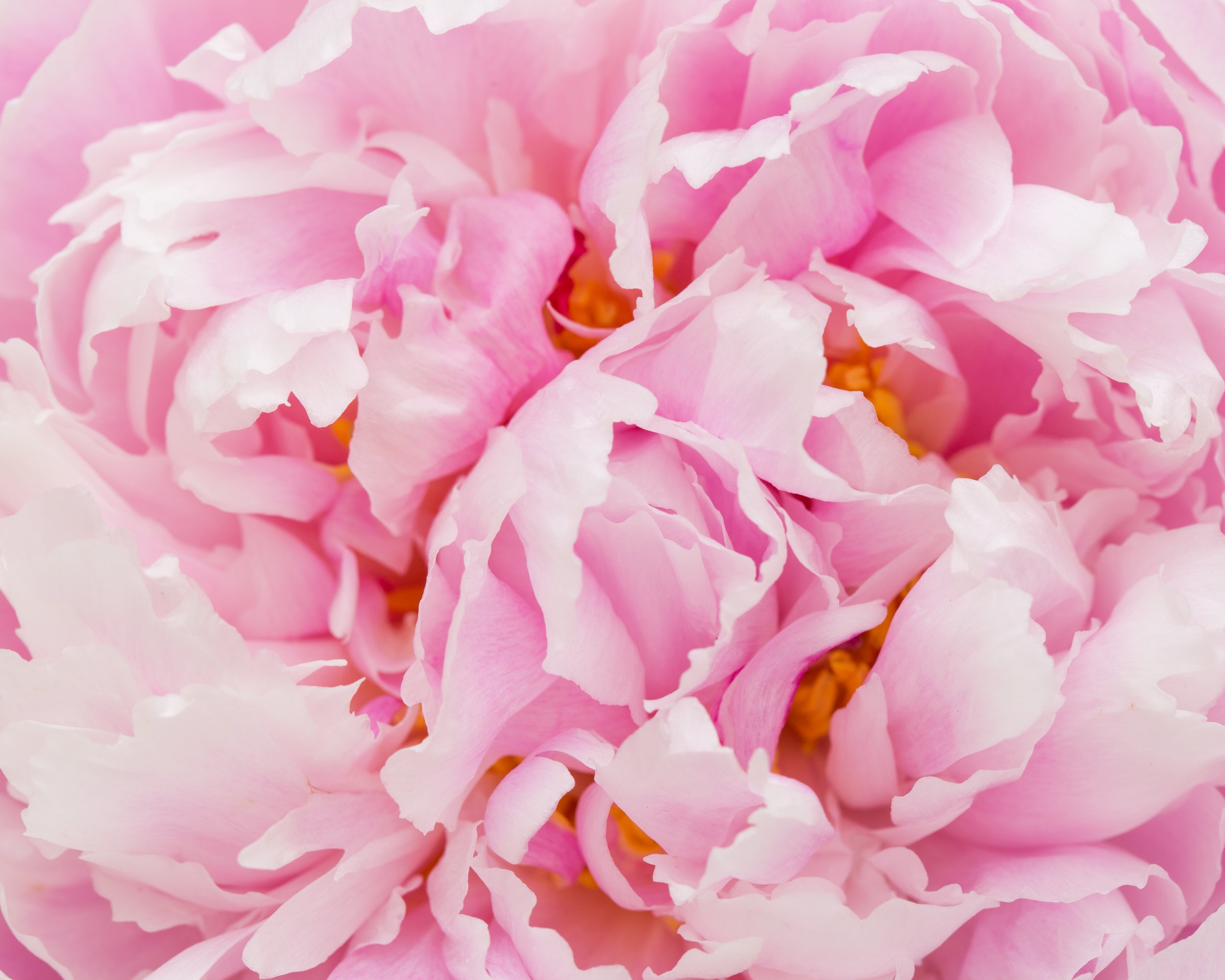 TJP_Peonies_050516_420.jpg