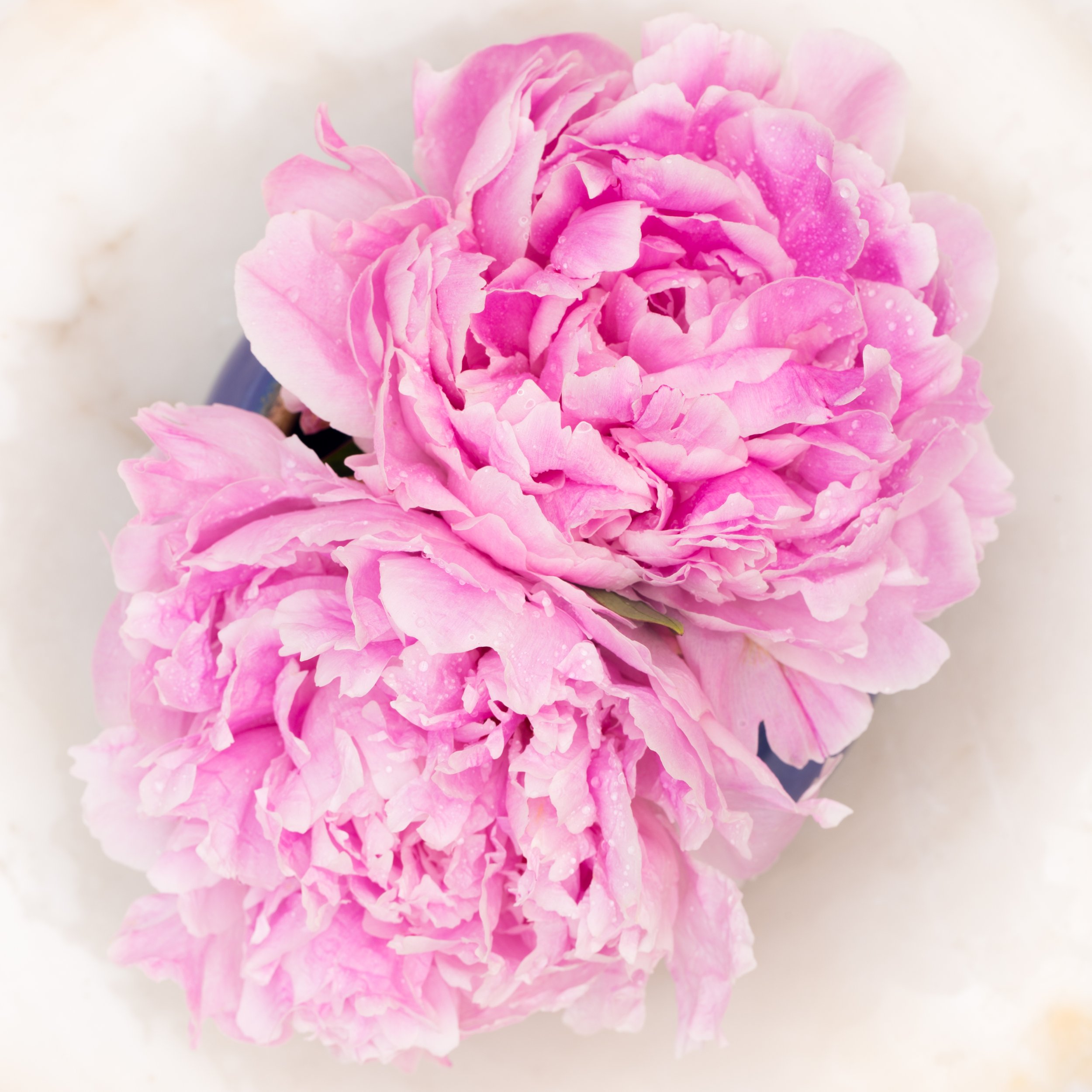 TJP_Peonies_050516_537.jpg